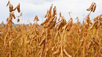 Más problemas para Macri: el trigo transgénico y las retenciones en la soja 