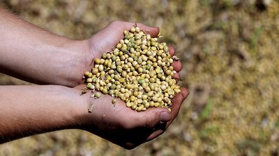 No hay soluciones rápidas, China compra soja, los americanos la venden, Brasil la embarca, por Celina Mesquida