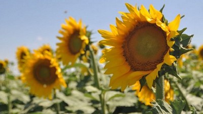 Argentina tendrá la mayor producción de girasol de la última década