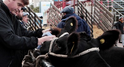 Se sumó a TAD la inscripción en cursos de acreditación y reacreditación en sanidad animal
