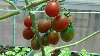 Al rescate del tomate criollo