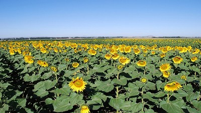 Aumentó un 15% la superficie sembrada de girasol en el sudoeste de la Provincia