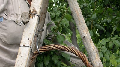 Se reunió la cadena de ciruela para industria en Mendoza