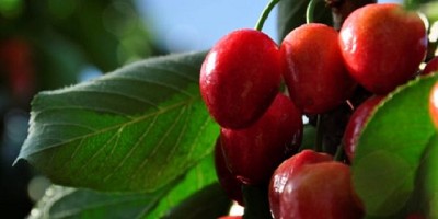 Diseñan una cereza electrónica para mejorar la calidad