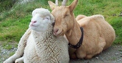 Caprinos y ovinos una ganadería de mucha lana