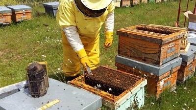 Apicultura en la actualidad: costos por las nubes y un sector que no la tiene en cuenta