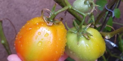 Buenas prácticas para garantizar la inocuidad de los alimentos