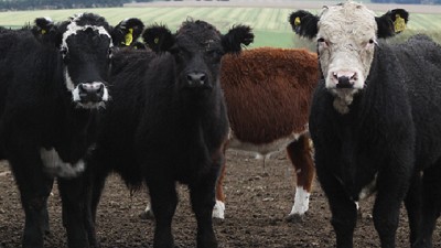 Recomendaciones ante casos de carbunclo en la provincia de Buenos Aires