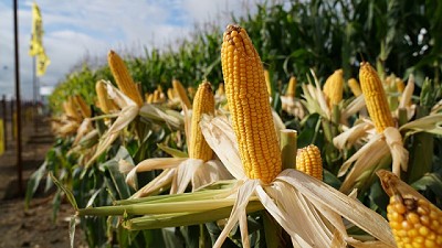 Otra dimensión en el negocio de semillas