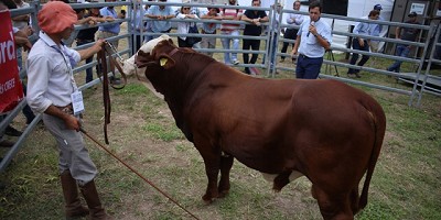 La genética a punto