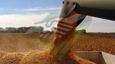 Qué hay detrás de los sorprendentes rindes de maíz en la zona agrícola núcleo