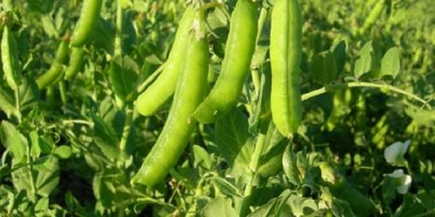 Las arvejas ganan un lugar en la agenda del campo