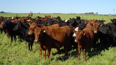 Avanza el mercado ganadero: incremento de las exportaciones y una invernada recuperándose