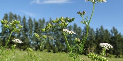 Obtienen la segunda variedad nacional de coriandro