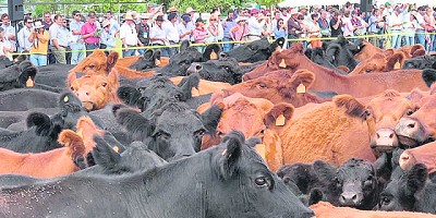 Frigorífico Modelo mostró más de 2.100 Angus “funcionales”