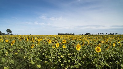 Agroindustria estima un crecimiento en la campaña de girasol 2018/19