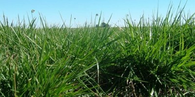 Pastura tóxica: detectan festuca infectada con un hongo