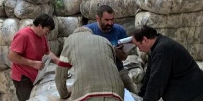 Firmas exportadoras compran lana de productores ovinos bonaerenses