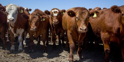 Acuerdo para exportar bovinos argentinos a Kazajistán