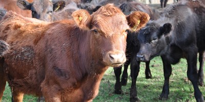 Se consolida la simplificación de trámites en la Provincia y más municipios se suman al DUT