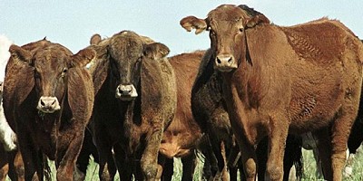 El negocio de la carne hoy: faena de hembras cerca de un récord, ventas externas imparables y consumo interno en caída libre