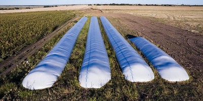 Dolarización en el mercado de granos: el análisis de una norma que divide opiniones, por Héctor Tristán