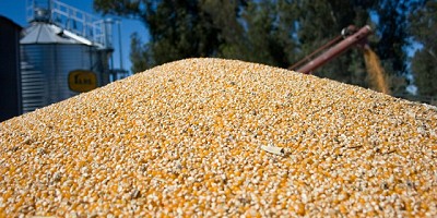 Fuerte comercialización de Maíz 18/19 en la Provincia de Buenos Aires