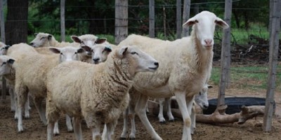 Utilizan partículas magnéticas para el diagnóstico de parásitos