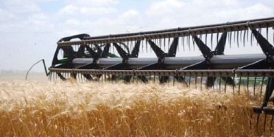 Trigo: las napas recargadas aseguran agua para la campaña