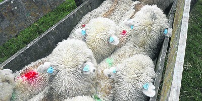 Uso de ethion en ovinos ¿controlaría sarna y piojo?