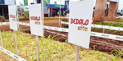 La nanotecnologia en los agroquimicos ya cumplio 10 años en la Argentina y va por mas