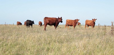 Gran preocupación por la intención de sumar presión fiscal al sector cárnico