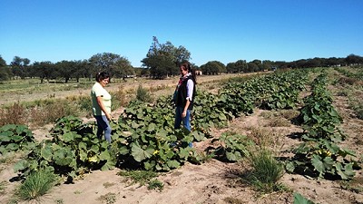Se busca el crecimiento de la producción hortícola en la provincia de La Pampa