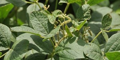 Utilizan rizobacterias para estimular el rendimiento de los cultivos