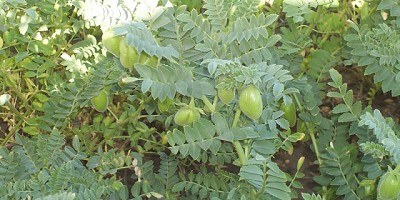 Tecnología productiva como mejor aliada