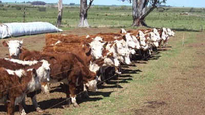 ¿Cuál es la mejor edad para vender el ternero de destete?