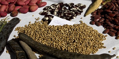 Alimentos saludables: Legumbres semillas poderosas