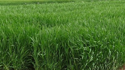 Presentan una cebada diseñada para el pastoreo directo