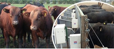 VII Evaluación de Toros del CREA Cabañas