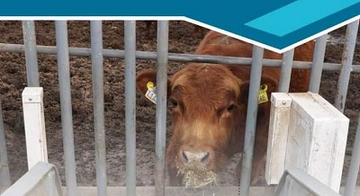 Jornada de discusión sobre Consumo Residual - Residual Feed Intake (RFI)