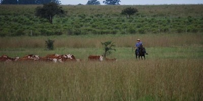 Una alianza de tres países impulsa el cuidado del pastizal pampeano