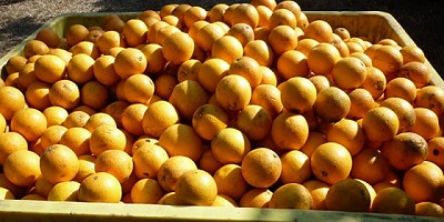 Ante el cambio climático, optimizan recursos para producir naranjas