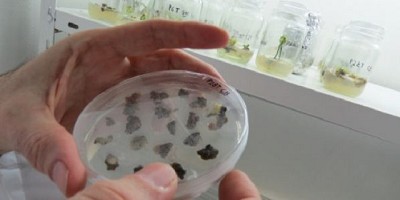 Reconstruyen los lazos genéticos entre casi 200 variedades de duraznero