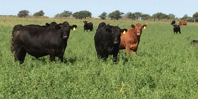 Monitoreo de plagas en el cultivo de Alfalfa