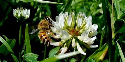 Abejas melíferas para monitorear agroquímicos