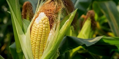 Estrategias para la venta de la gruesa