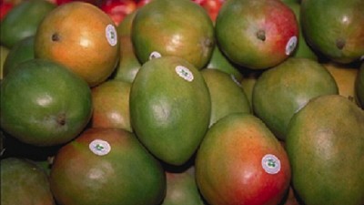 El mango aumentó su comercialización en Argentina en los últimos 5 años