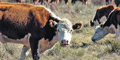 Novillos logran referencias de US$ 3,50 en cuarta balanza