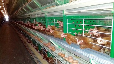 Simplificación de trámites para la producción avícola en la Provincia de Buenos Aires