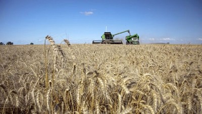 El trigo se despereza, podría subir hasta un 10% su siembra - GEA - BCR